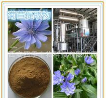 小锥菊照片  第2张