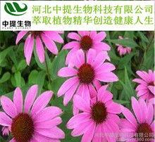 小锥菊照片  第3张