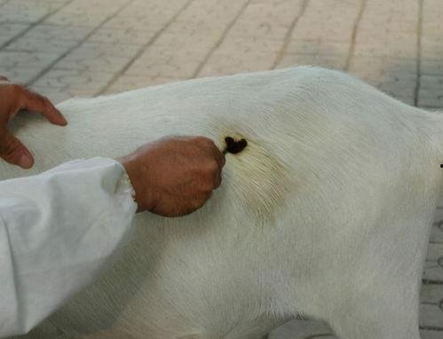 肚子胀图片,揭秘常见原因及缓解方法 第2张 肚子胀图片,揭秘常见原因及缓解方法 第2张