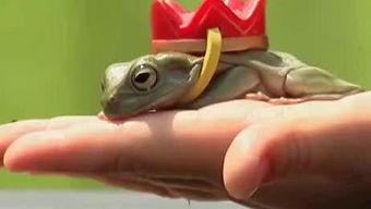 搞笑青蛙王子,搞笑版，王子变青蛙，笑料连连  第2张