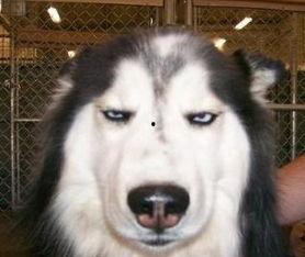 二哈女主播,网络红人的逆袭之路