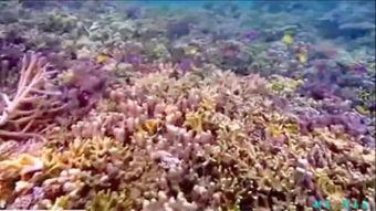 珊瑚颂背景,探寻海洋奇观的自然史诗  第2张