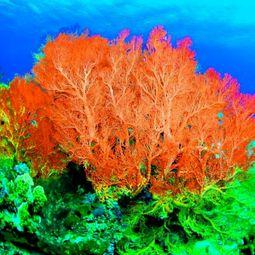 珊瑚颂背景,探寻海洋奇观的自然史诗  第3张