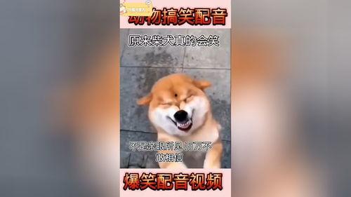 动物配音搞笑4,萌宠们演绎的欢乐喜剧