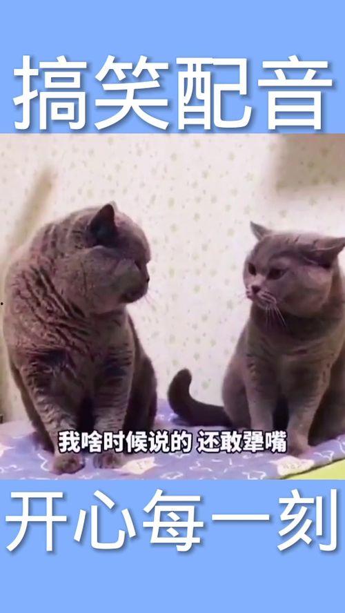 动物配音搞笑4,萌宠们演绎的欢乐喜剧  第2张