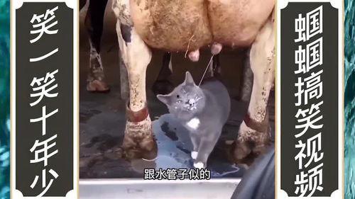 动物配音搞笑4,萌宠们演绎的欢乐喜剧  第3张